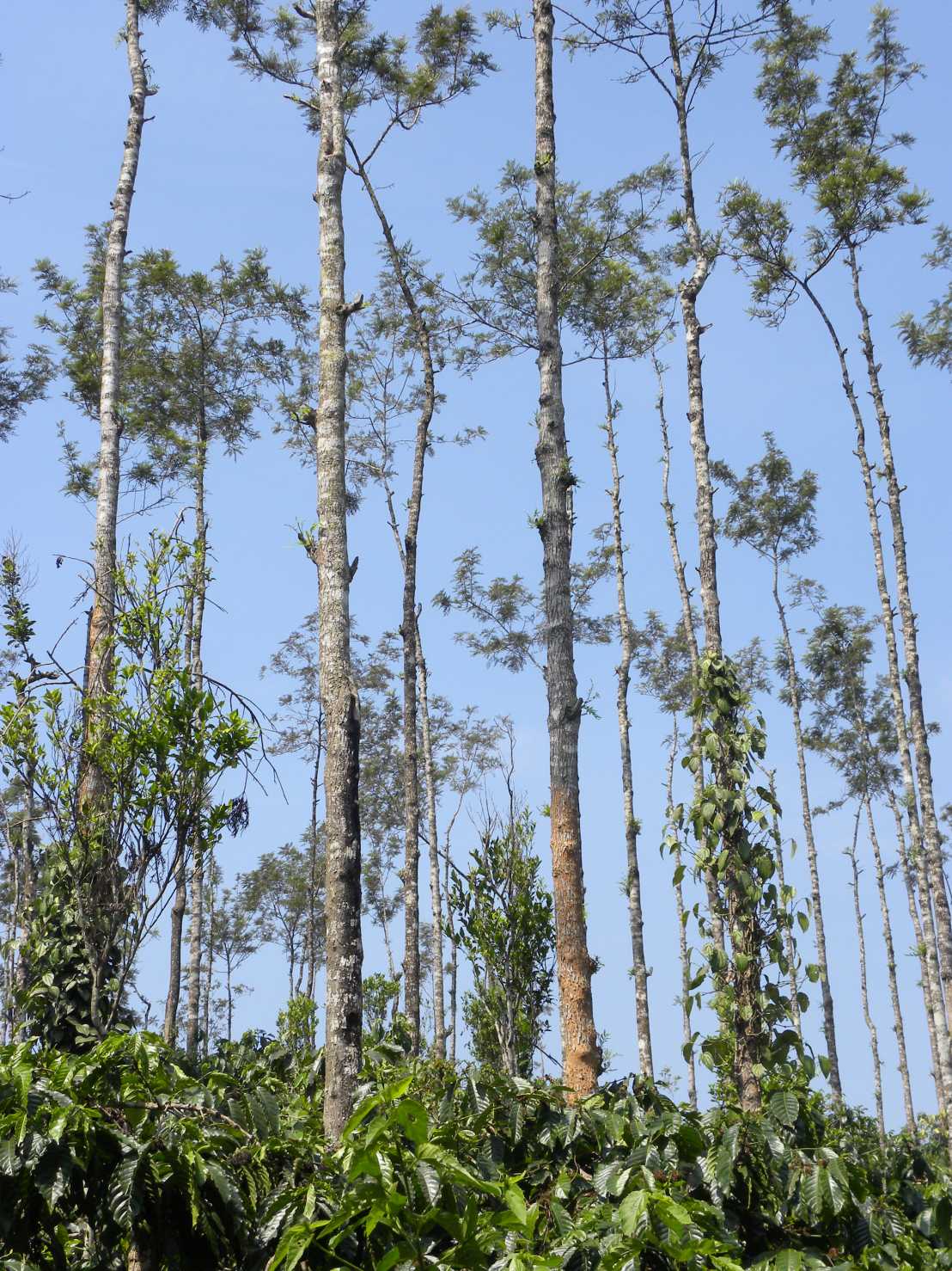 Grevillea robusta trees