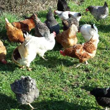 chickens