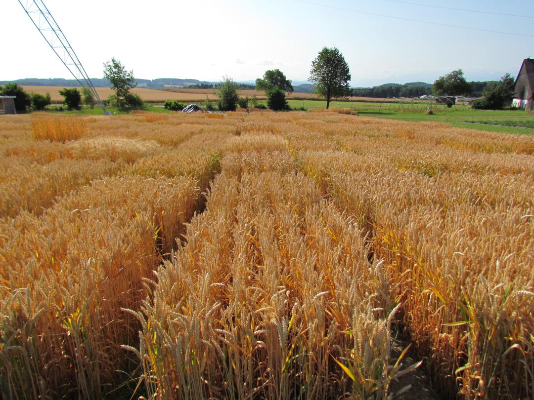 Wheat Trials