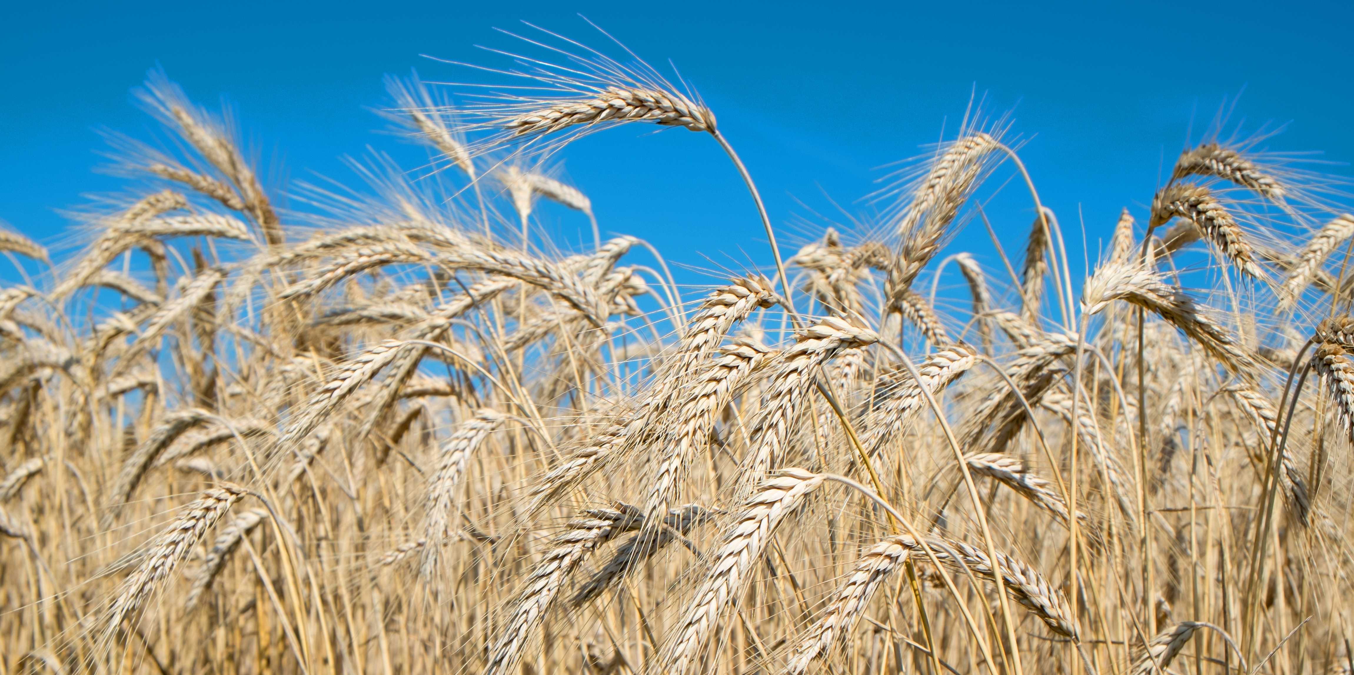 Searching for a drought resistant wheat – World Food System Center ...