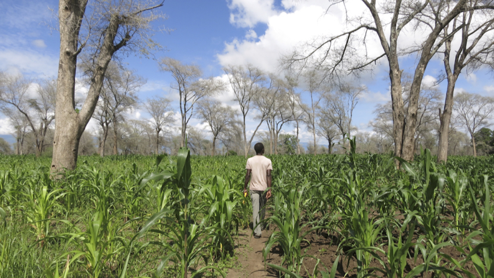 Enlarged view: Maize fields in central Malawi (Image: Janina Dierks)