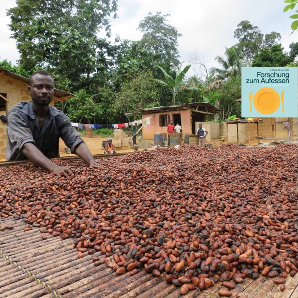 drying cocoa in sun