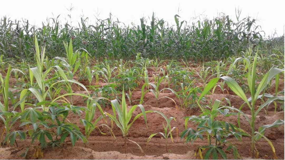field of corn and cassava