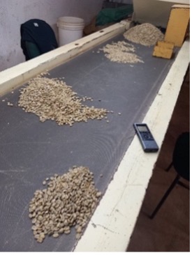 Observations during coffee sorting in an organic coffee farm,