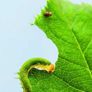 pests in leaf