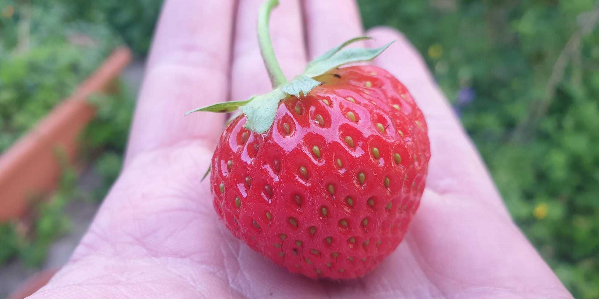 strawberry on hand