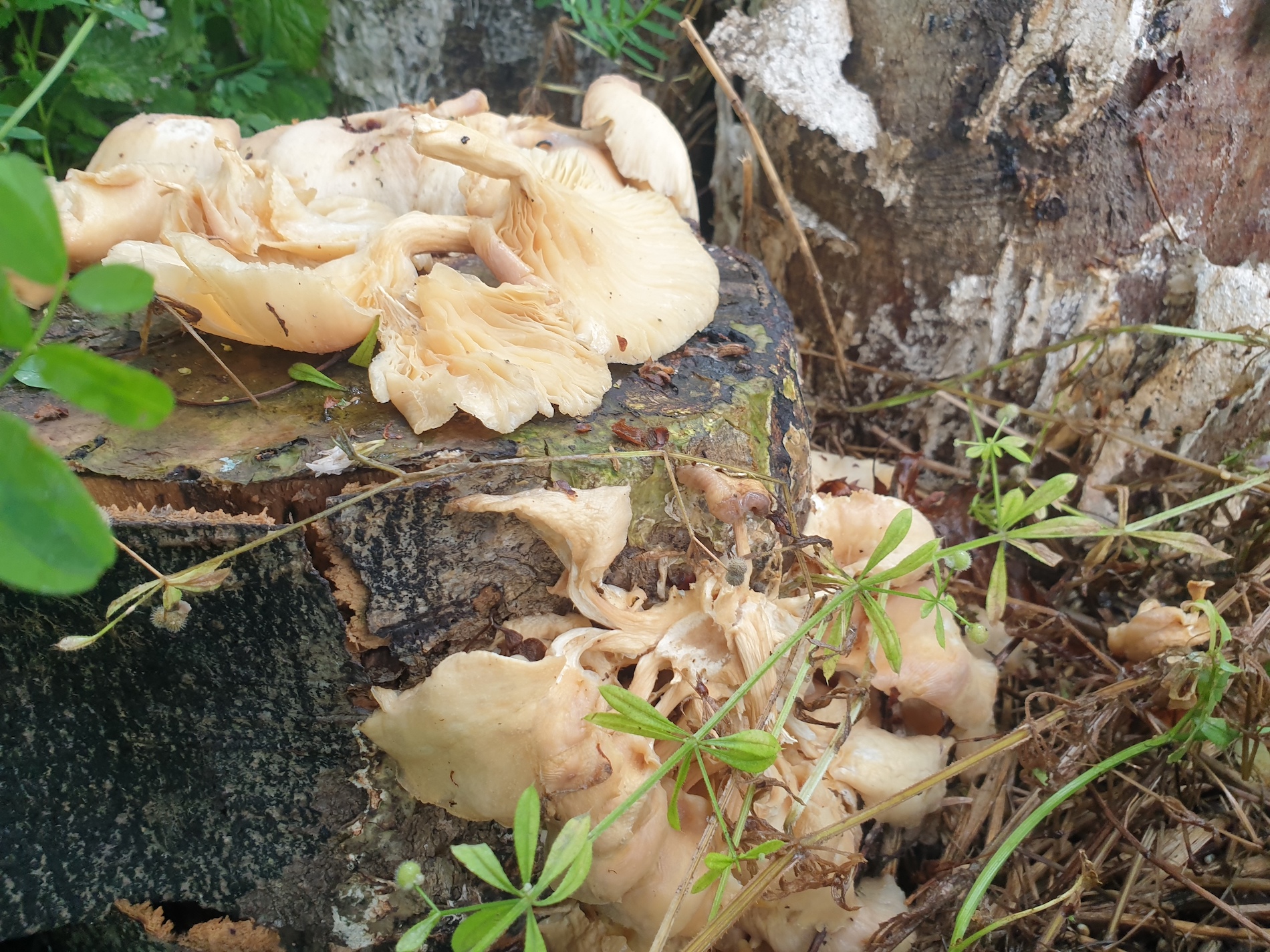 mushrooms on tree stump