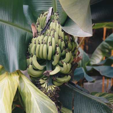 banana