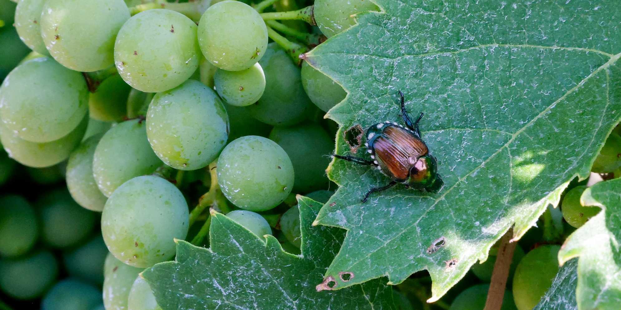 Japenese Beetle on grapevine.