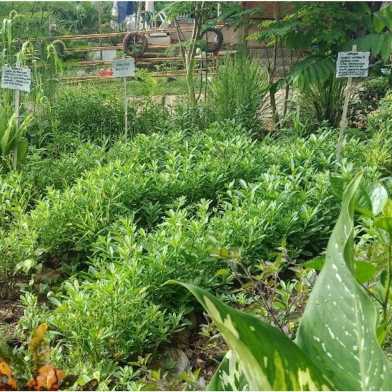 garden