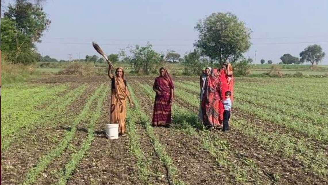 Indian woman farmers learn how to use a homemade pesticide, spreading it with a neem branch.