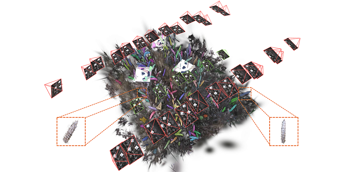 3D reconstruction of wheat plots from multi-view images.