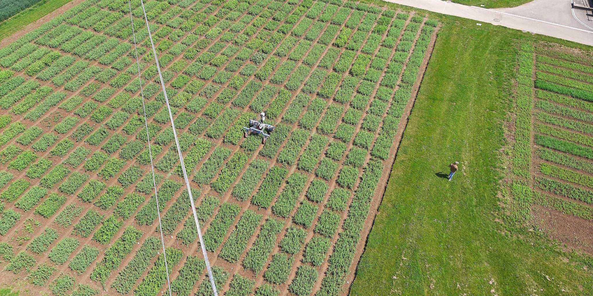 pea field