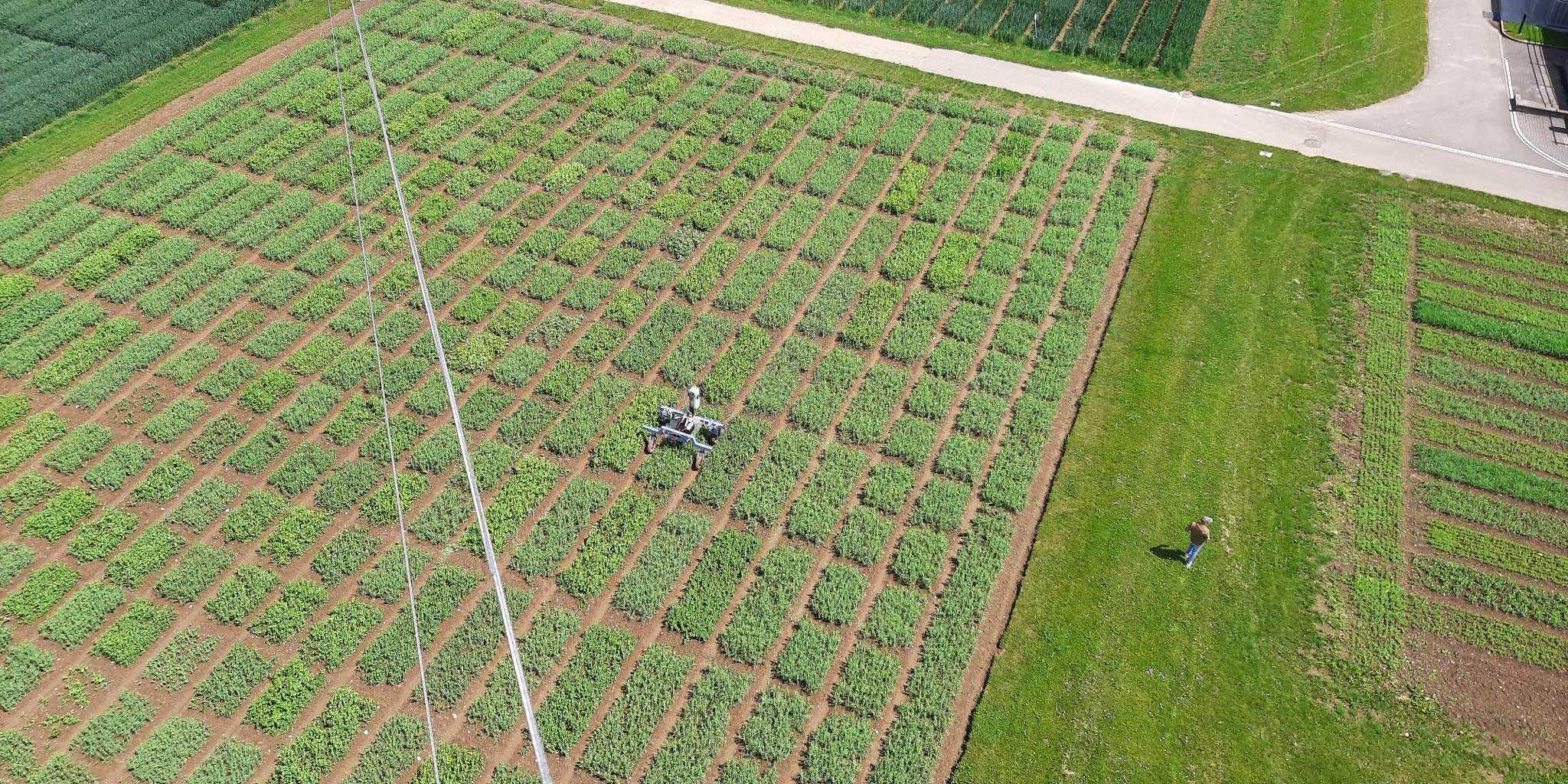 pea field