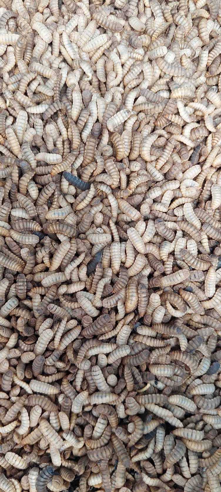 insects