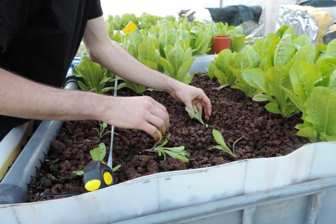 Enlarged view: Aquaponics in Palestine