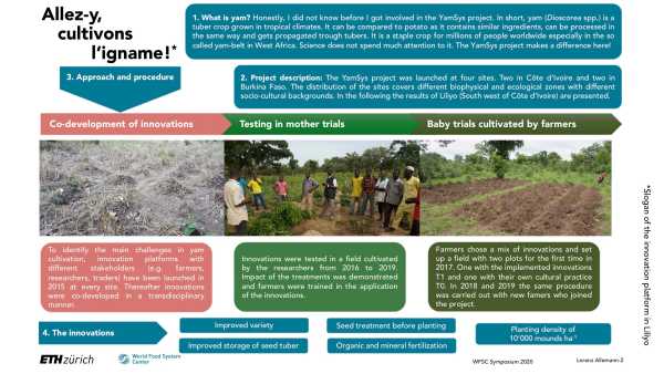 Improving yam cropping systems in West Africa - YamSys