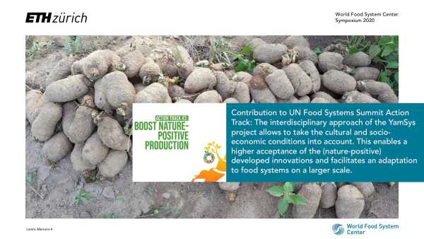 Improving yam cropping systems in West Africa - YamSys