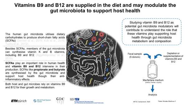 Effect of the supplementation of vitamin B9 and B12 on the human gut microbiota