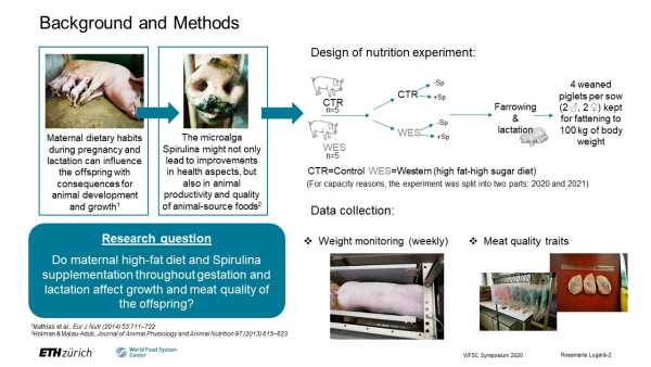 Effects of maternal Spirulina supplementation on the meat quality of fattening pigs