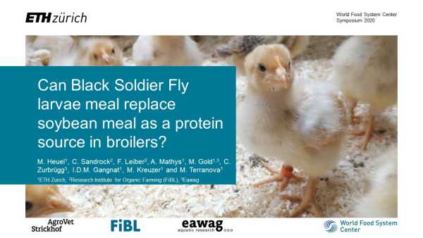 Can Black Soldier Fly larvae meal replace soybean meal as a protein source in broilers?