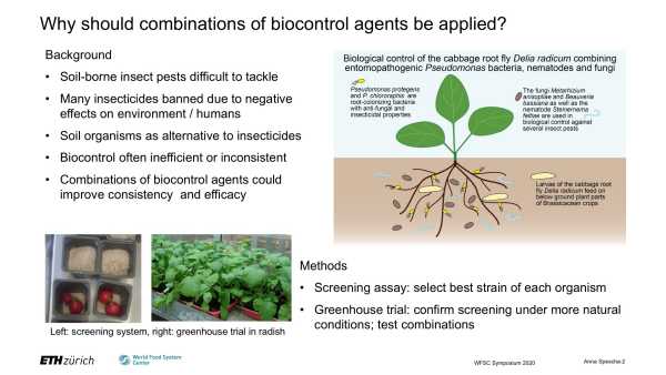 Biological Control: Fighting below ground insect pests with entomopathogenic Pseudomonas bacteria, nematodes and fungi