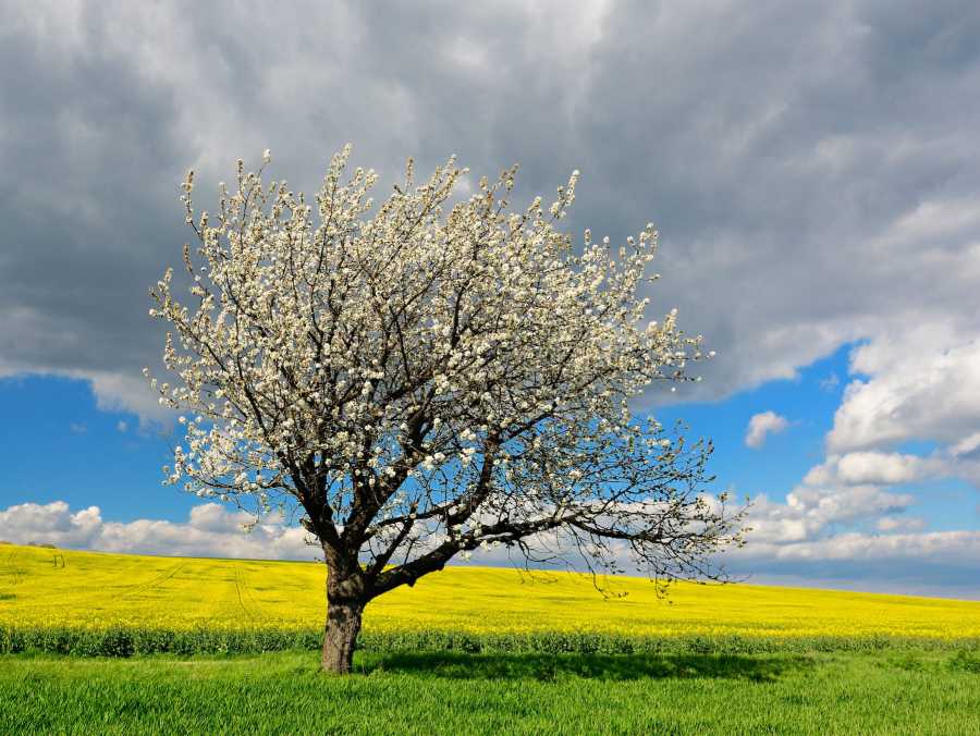 tree