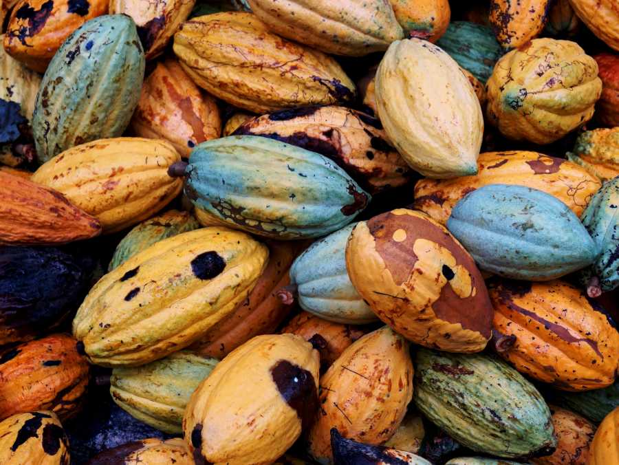 cocoa beans