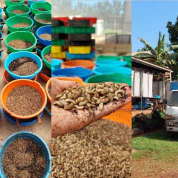 novel proteins for food and feed collage