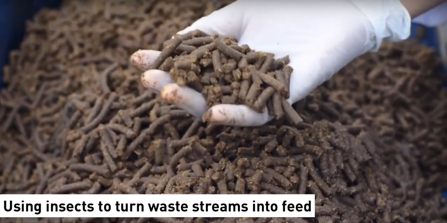 Using insects to turn waste streams into feed