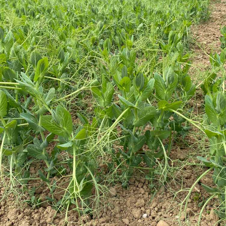 peas