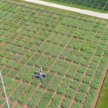 crops