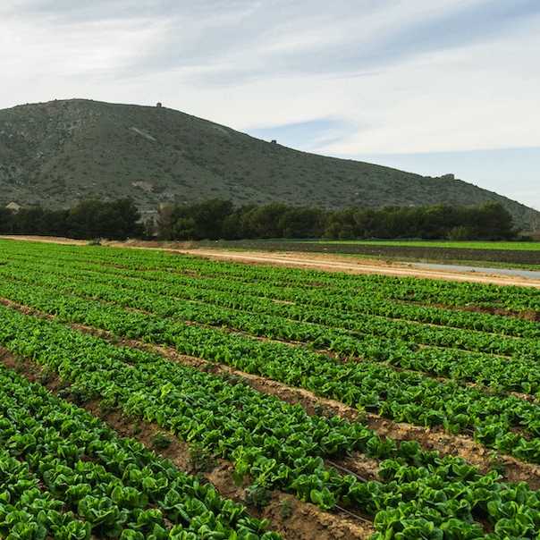 lettuce fields