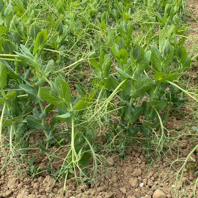pea plants