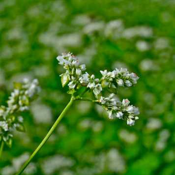 Enlarged view: buckwheat
