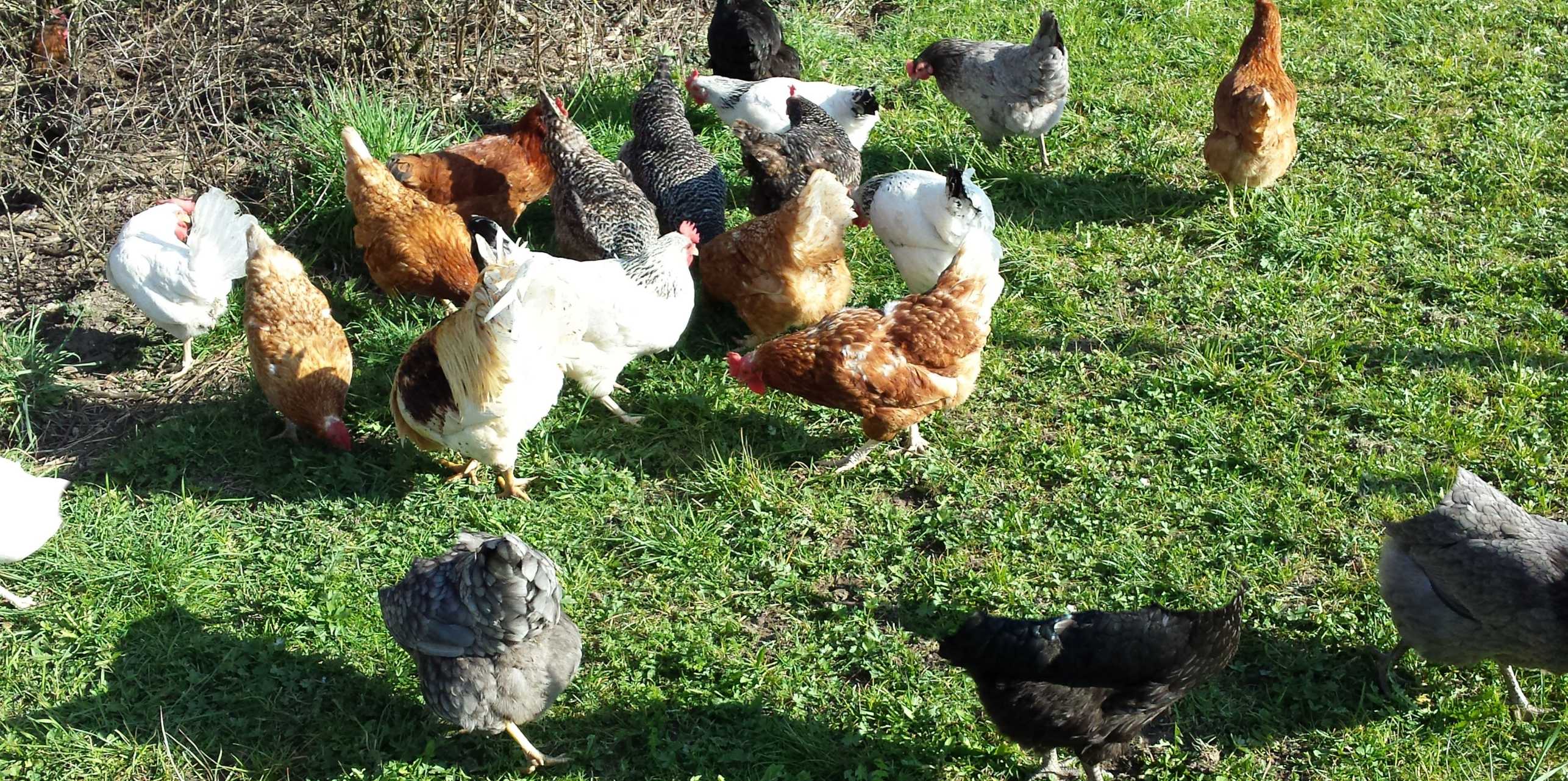 Enlarged view: chickens