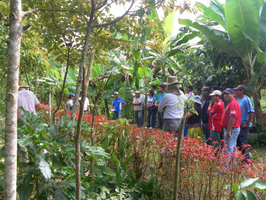 cocoa production
