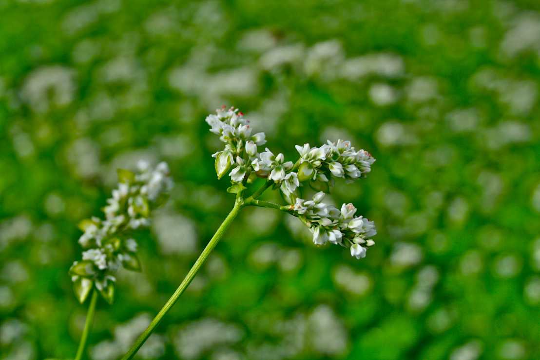 buckwheat