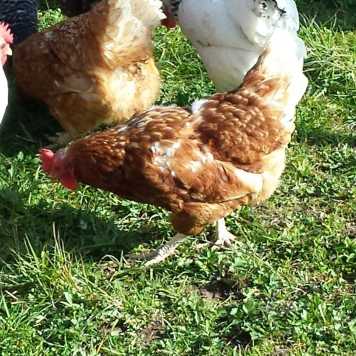 Chicken