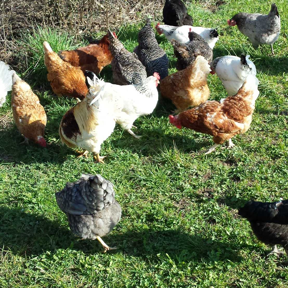 dual-purpose chickens