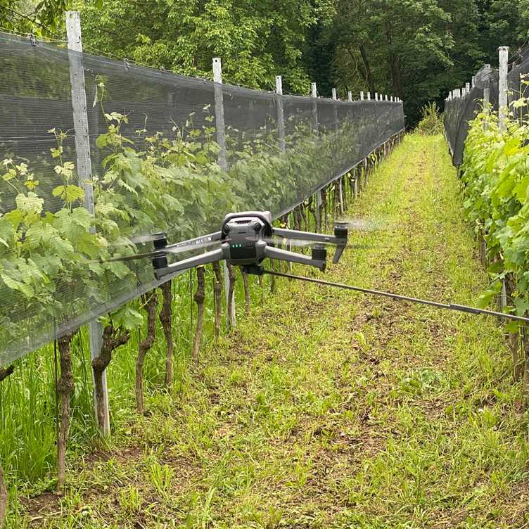 drone in vineyard