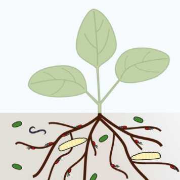 plant with roots