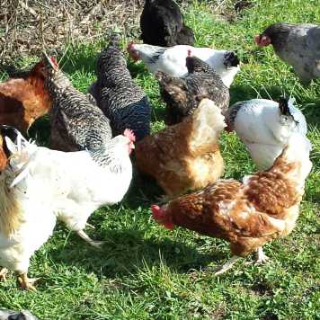 chickens