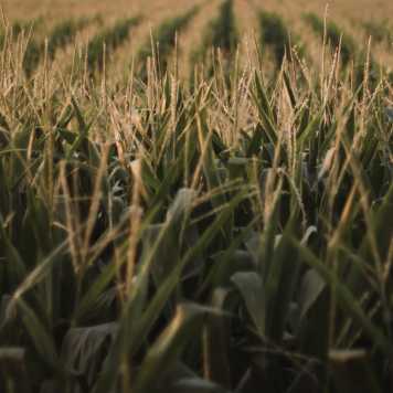 corn fields